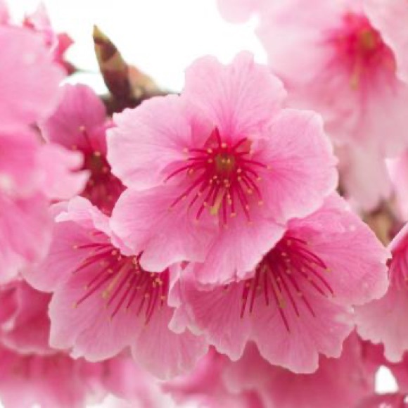 Meet your Posher, Chi - Picture 1 of 1